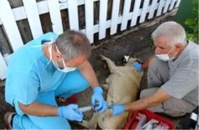 Can dostlar Osmangazi'ye emanet Can dostlar Osmangazi'ye emanet