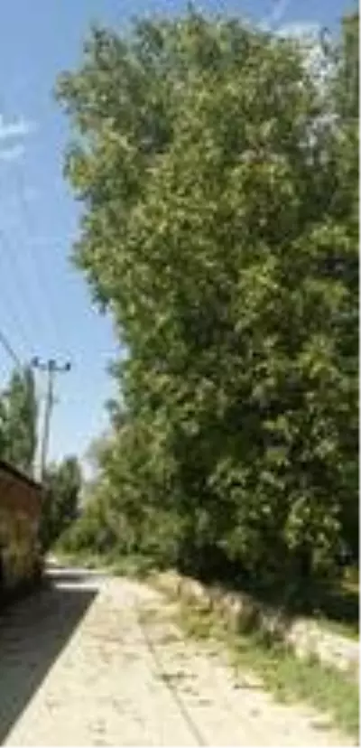 Son dakika haberleri... Ceviz toplarken elektrik akımına kapılan imam hayatını kaybetti Son dakika haberleri... Ceviz toplarken elektrik akımına kapılan imam hayatını kaybetti