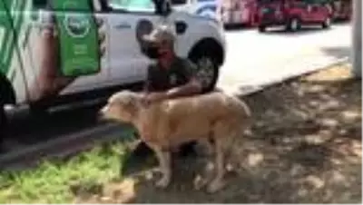 'Çevre, Doğa ve Hayvanları Koruma' polisleri Adana'da göreve başladı 'Çevre, Doğa ve Hayvanları Koruma' polisleri Adana'da göreve başladı