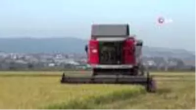 Dünyaca ünlü Gönen Baldosu'nda hasat başladı Dünyaca ünlü Gönen Baldosu'nda hasat başladı