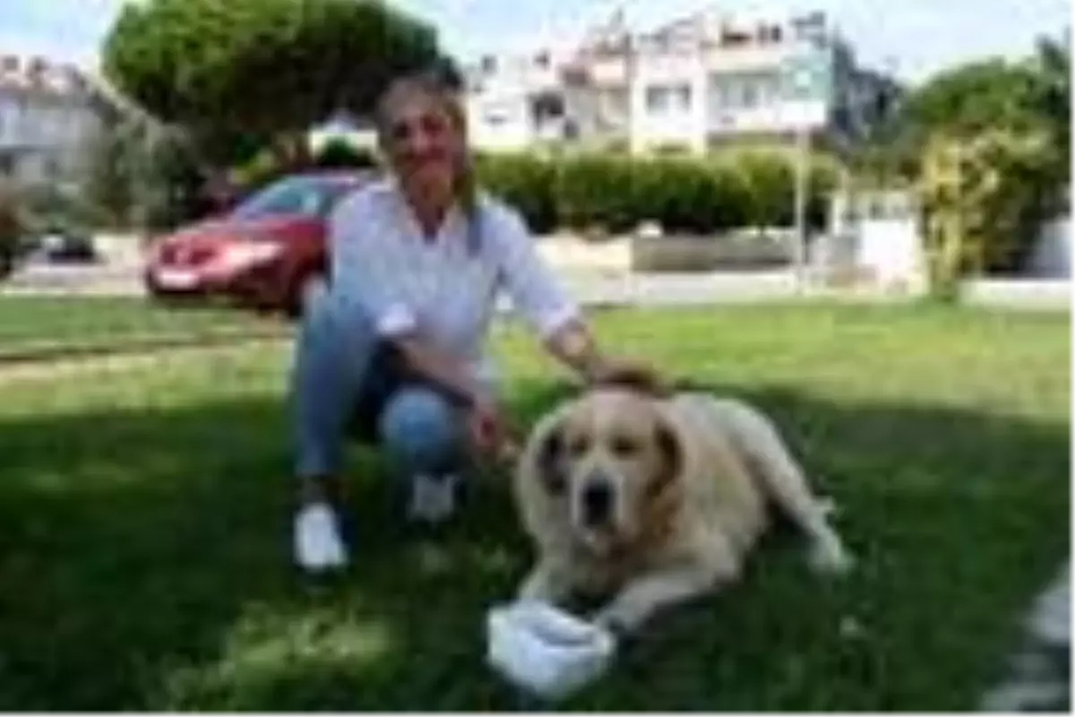 Elena, kanser olan sokak köpeği için Rusya'dan ilaç getirtti