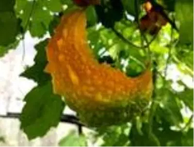 İnternetten öğrenerek yetiştirdiği kudret narını yurt dışına satıyor İnternetten öğrenerek yetiştirdiği kudret narını yurt dışına satıyor