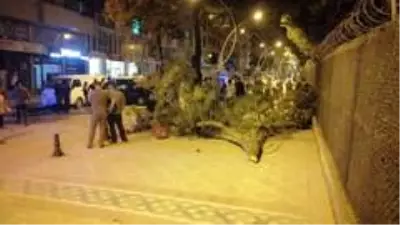 Son dakika haberi! Kontrolden çıkan otomobil önce ağaca sonra da park halindeki araçlara çarptı Son dakika haberi! Kontrolden çıkan otomobil önce ağaca sonra da park halindeki araçlara çarptı