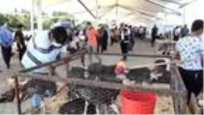 Şanlıurfa'da güvercin pazarında korona denetimi Şanlıurfa'da güvercin pazarında korona denetimi
