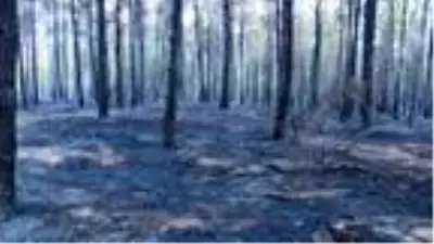 PENDİK'TE ORMANLIK ALANDA YANGIN ÇIKTI, LODOSUN ETKİSİYLE KISA SÜREDE BÜYÜDÜ PENDİK'TE ORMANLIK ALANDA YANGIN ÇIKTI, LODOSUN ETKİSİYLE KISA SÜREDE BÜYÜDÜ