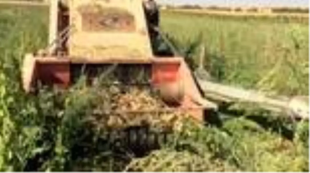 Rekoltesi düşen kuru fasulye fiyatıyla yüz güldürüyor