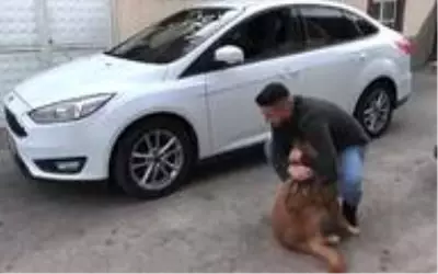Sahibine kavuşan köpeğin sevinci Sahibine kavuşan köpeğin sevinci