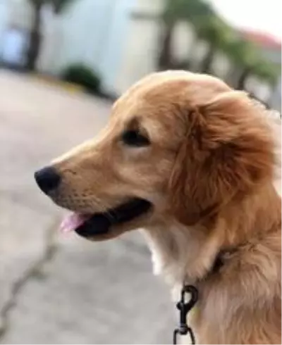 Sahibine kavuşan köpeğin sevinci Sahibine kavuşan köpeğin sevinci
