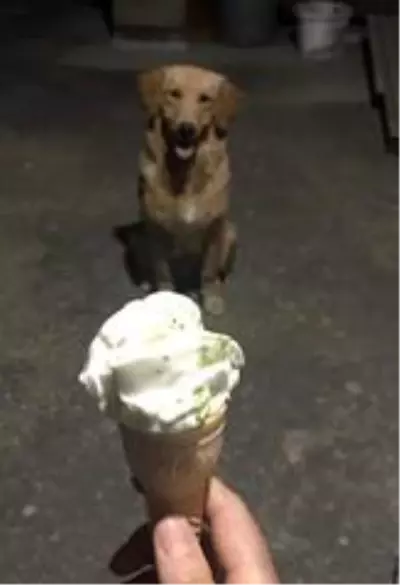 Sahibine kavuşan köpeğin sevinci Sahibine kavuşan köpeğin sevinci