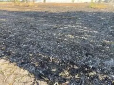 Son dakika haber... Sakarya'da anız yangını dumanları şehri kapladı Son dakika haber... Sakarya'da anız yangını dumanları şehri kapladı