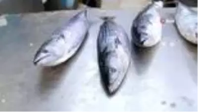 Tezgahlarda palamut bayramı Tezgahlarda palamut bayramı