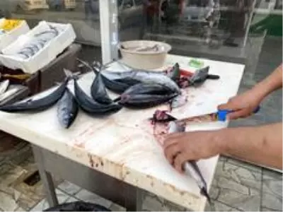 Tezgahlarda palamut bayramı