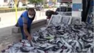 Türkiye'de palamut bolluğu yaşanıyor: Kilosu 10 liradan satılıyor Türkiye'de palamut bolluğu yaşanıyor: Kilosu 10 liradan satılıyor