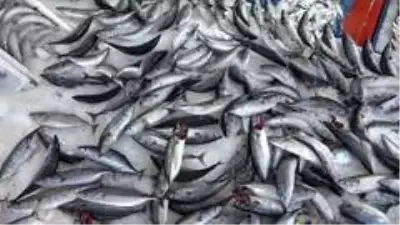 Türkiye'de palamut bolluğu yaşanıyor: Kilosu 10 liradan satılıyor Türkiye'de palamut bolluğu yaşanıyor: Kilosu 10 liradan satılıyor