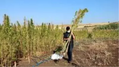 Yozgat Bozok Üniversitesinde kenevir hasadı başladı Yozgat Bozok Üniversitesinde kenevir hasadı başladı