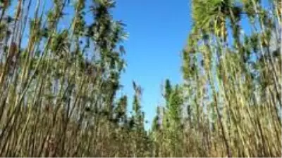Yozgat Bozok Üniversitesinde kenevir hasadı başladı Yozgat Bozok Üniversitesinde kenevir hasadı başladı