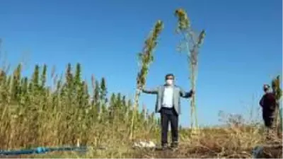Yozgat Bozok Üniversitesinde kenevir hasadı başladı Yozgat Bozok Üniversitesinde kenevir hasadı başladı