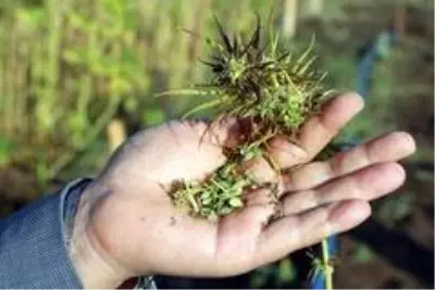 Yozgat Bozok Üniversitesinde kenevir hasadı başladı Yozgat Bozok Üniversitesinde kenevir hasadı başladı