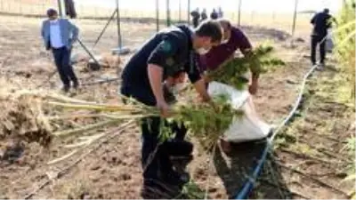 Yozgat Bozok Üniversitesinde kenevir hasadı başladı Yozgat Bozok Üniversitesinde kenevir hasadı başladı