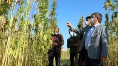 Yozgat Bozok Üniversitesinde kenevir hasadı başladı Yozgat Bozok Üniversitesinde kenevir hasadı başladı