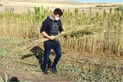 Yozgat Bozok Üniversitesinde kenevir hasadı başladı Yozgat Bozok Üniversitesinde kenevir hasadı başladı
