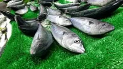 Zonguldak'ta palamut bolluğu Zonguldak'ta palamut bolluğu