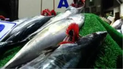Zonguldak'ta palamut bolluğu Zonguldak'ta palamut bolluğu