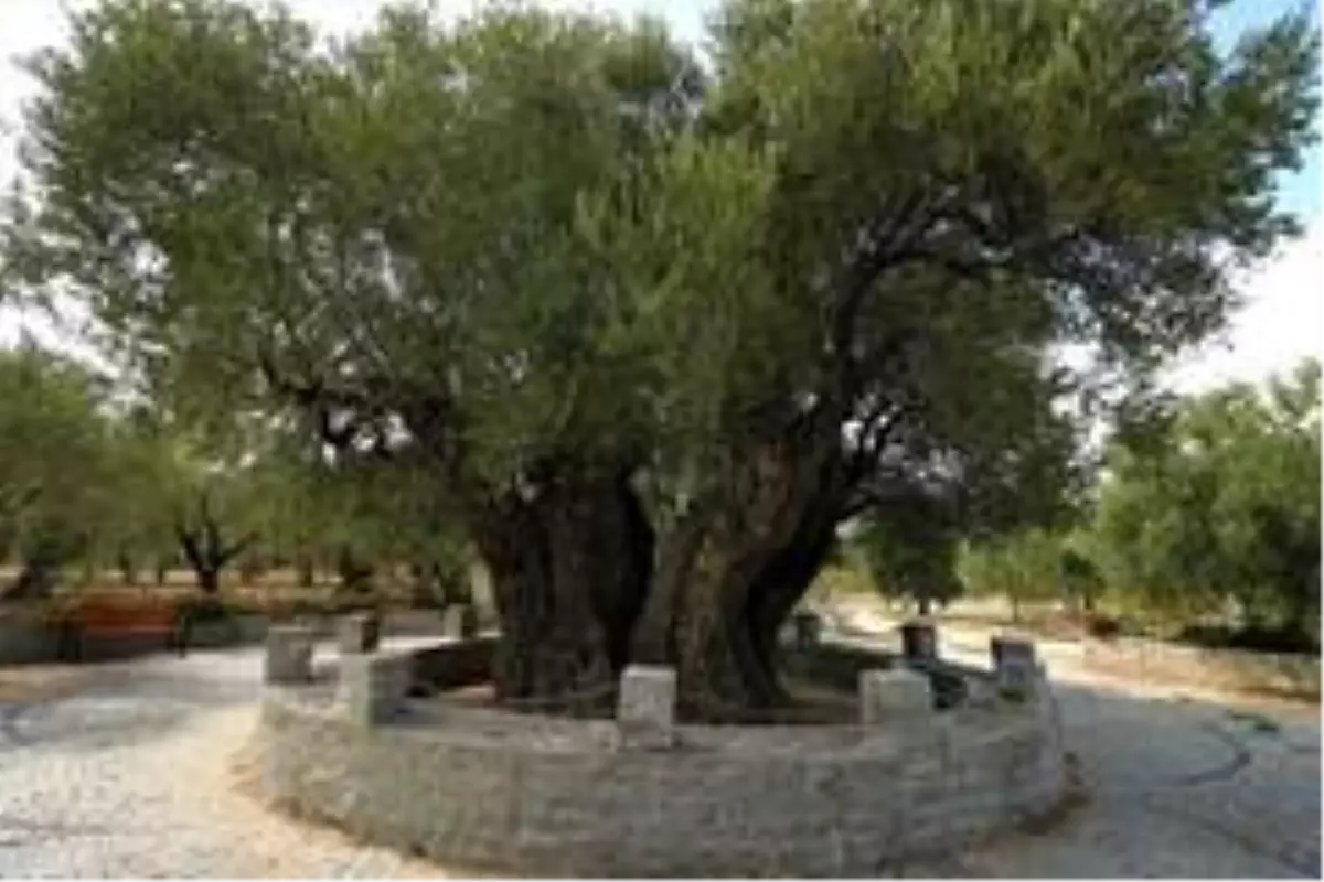 1658 Yıllık üstelik meyve vermeye de başladı!