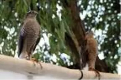 Atmaca tutkunları sahaya çıktı Atmaca tutkunları sahaya çıktı