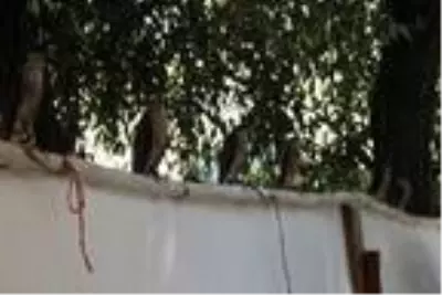 Atmaca tutkunları sahaya çıktı Atmaca tutkunları sahaya çıktı