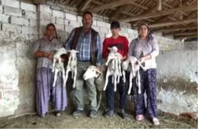 Beşiz doğuran koyunun yavrularına 'Maske', 'Mesafe' ve 'Hijyen' isimlerini verdiler Beşiz doğuran koyunun yavrularına 'Maske', 'Mesafe' ve 'Hijyen' isimlerini verdiler