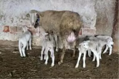 Beşiz doğuran koyun şaşırttı Beşiz doğuran koyun şaşırttı