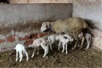 Beşiz doğuran koyunun yavrularına 'Maske', 'Mesafe' ve 'Hijyen' isimlerini verdiler Beşiz doğuran koyunun yavrularına 'Maske', 'Mesafe' ve 'Hijyen' isimlerini verdiler