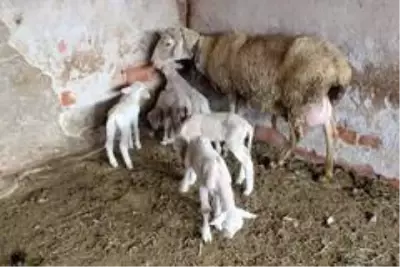 Beşiz doğuran koyunun yavrularına 'Maske', 'Mesafe' ve 'Hijyen' isimlerini verdiler Beşiz doğuran koyunun yavrularına 'Maske', 'Mesafe' ve 'Hijyen' isimlerini verdiler