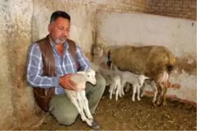 Beşiz doğuran koyunun yavrularına 'Maske', 'Mesafe' ve 'Hijyen' isimlerini verdiler Beşiz doğuran koyunun yavrularına 'Maske', 'Mesafe' ve 'Hijyen' isimlerini verdiler