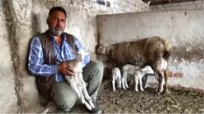 Beşiz doğuran koyunun yavrularına 'Maske', 'Mesafe' ve 'Hijyen' isimlerini verdiler Beşiz doğuran koyunun yavrularına 'Maske', 'Mesafe' ve 'Hijyen' isimlerini verdiler