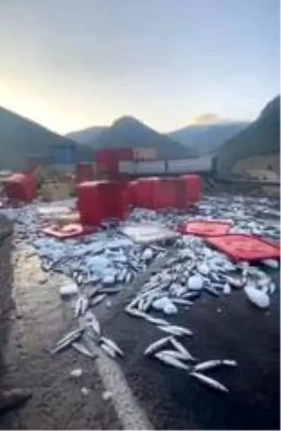 Dorse kapağı açıldı, tonlarca balık yola savruldu Dorse kapağı açıldı, tonlarca balık yola savruldu