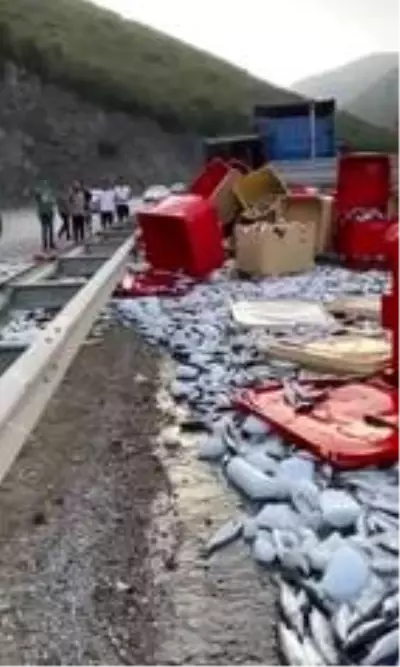 Dorse kapağı açıldı, tonlarca balık yola savruldu Dorse kapağı açıldı, tonlarca balık yola savruldu