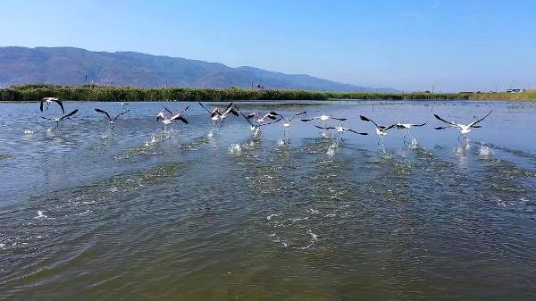 Son dakika haberleri: Fener Gölü'nde flamingo güzelliği