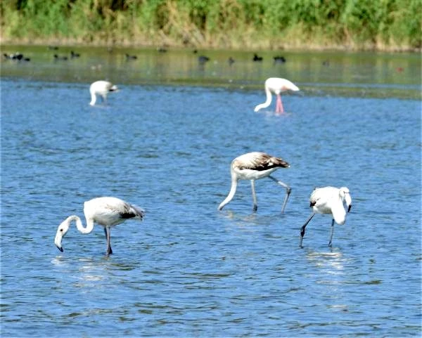 Son dakika haberleri: Fener Gölü'nde flamingo güzelliği