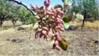 Fıstık işçileri randevuyla çalışmaya başladı Fıstık işçileri randevuyla çalışmaya başladı