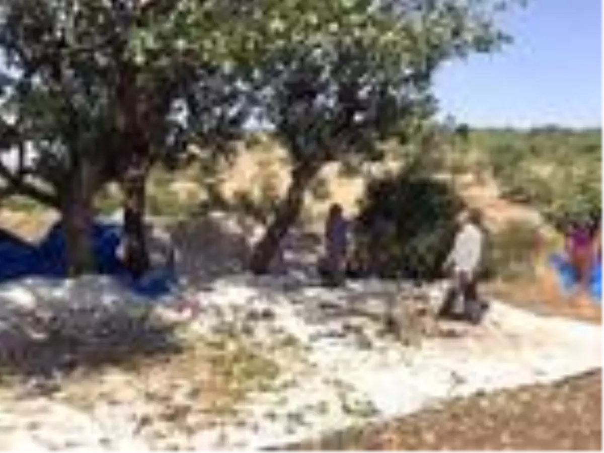 Fıstık işçileri randevuyla çalışmaya başladı