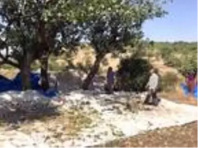 Fıstık işçileri randevuyla çalışmaya başladı Fıstık işçileri randevuyla çalışmaya başladı