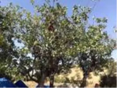 Fıstık işçileri randevuyla çalışmaya başladı Fıstık işçileri randevuyla çalışmaya başladı