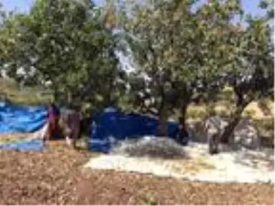 Fıstık işçileri randevuyla çalışmaya başladı Fıstık işçileri randevuyla çalışmaya başladı