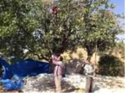 Fıstık işçileri randevuyla çalışmaya başladı Fıstık işçileri randevuyla çalışmaya başladı