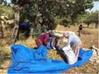 Fıstık işçileri randevuyla çalışmaya başladı Fıstık işçileri randevuyla çalışmaya başladı
