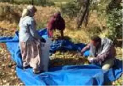 Fıstık işçileri randevuyla çalışmaya başladı Fıstık işçileri randevuyla çalışmaya başladı