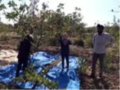 Fıstık işçileri randevuyla çalışmaya başladı Fıstık işçileri randevuyla çalışmaya başladı