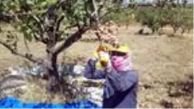 Fıstık işçileri randevuyla çalışmaya başladı Fıstık işçileri randevuyla çalışmaya başladı